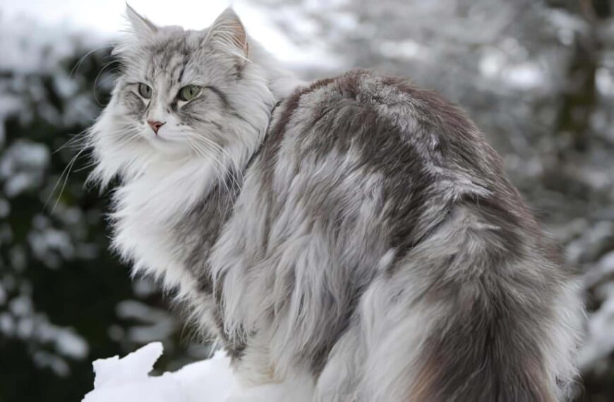 Gato Bosque de Noruega