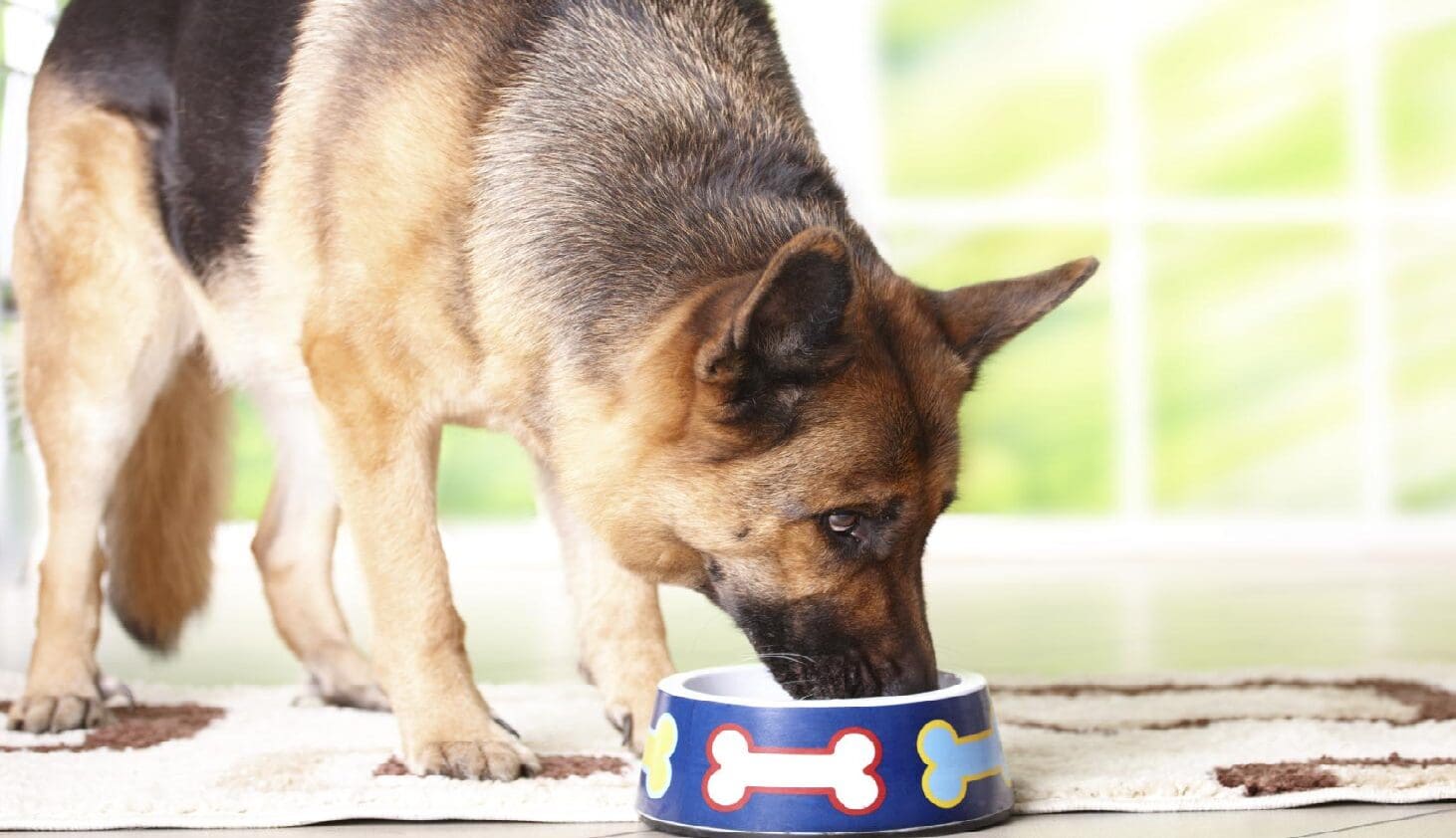 Alimentación perros adultos