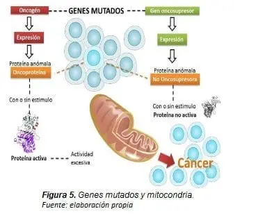Genes Mutados y Mitocondria