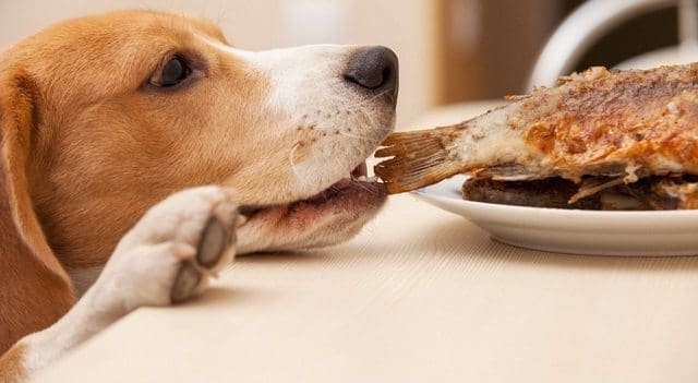 Nutrición en perros