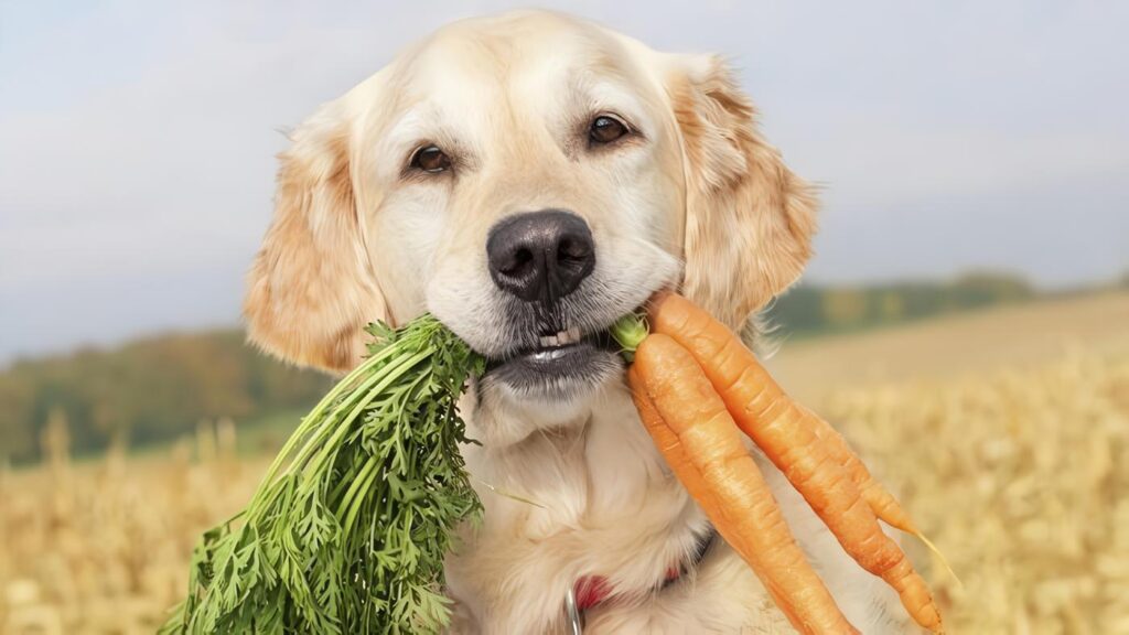 Frutas y Verduras para Mascotas