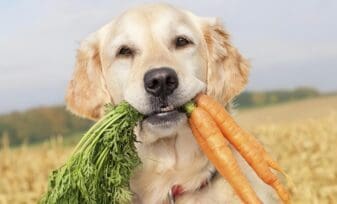 Frutas y Verduras para Mascotas