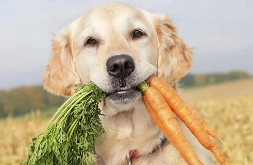 Frutas y Verduras para Mascotas