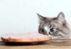 Mitos en la Alimentación de los Gatos