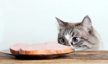 Mitos en la Alimentación de los Gatos
