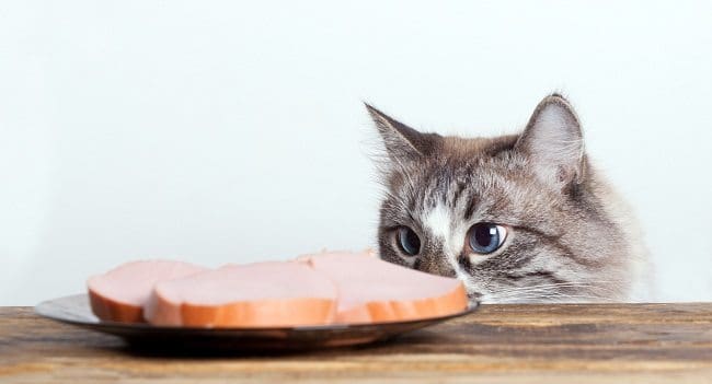 Mitos en la Alimentación de los Gatos