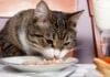 Nutrición en gatos
