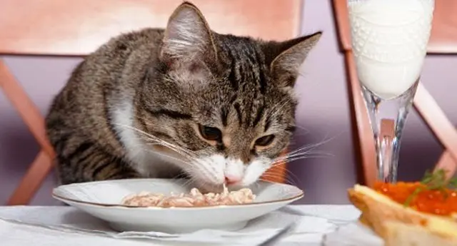 Nutrición en gatos