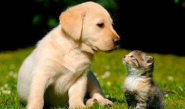 Vacunación para Perros y Gatos