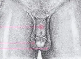 Órganos genitales externos del Hombre