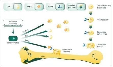 Regulación de la osteoclastogénesis por el sistema RANKL/RANK
