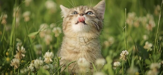 Aromaterapia en gatos