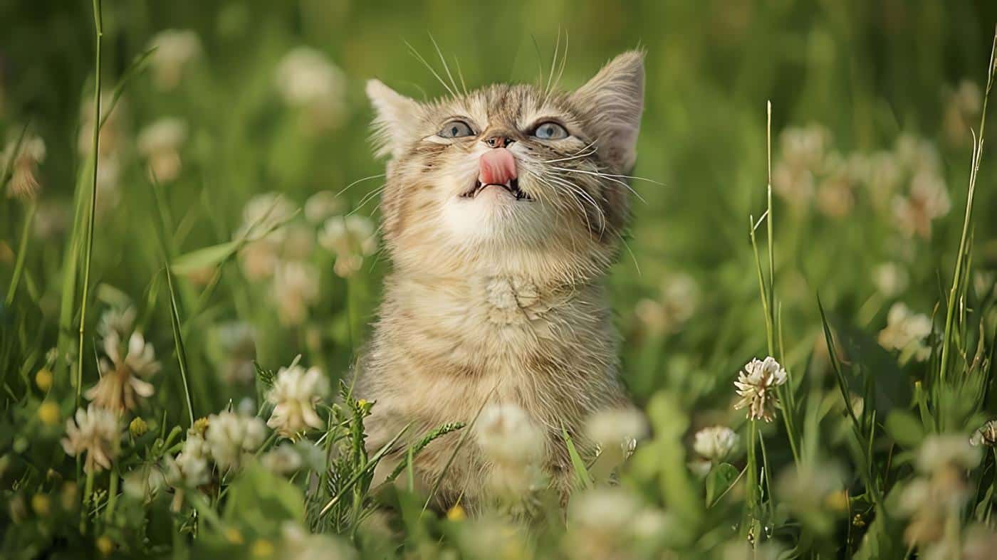 Aromaterapia en gatos