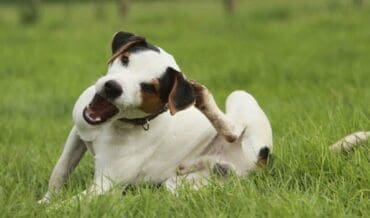 control de pulgas en perros