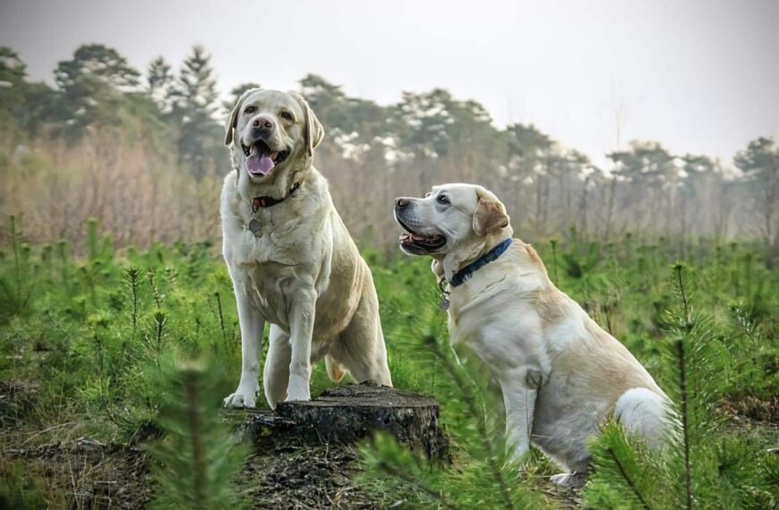 Peso ideal en perros