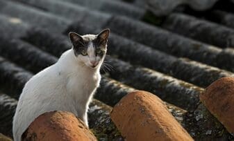 Disposiciones Complementarias en Materia de Zoonosis