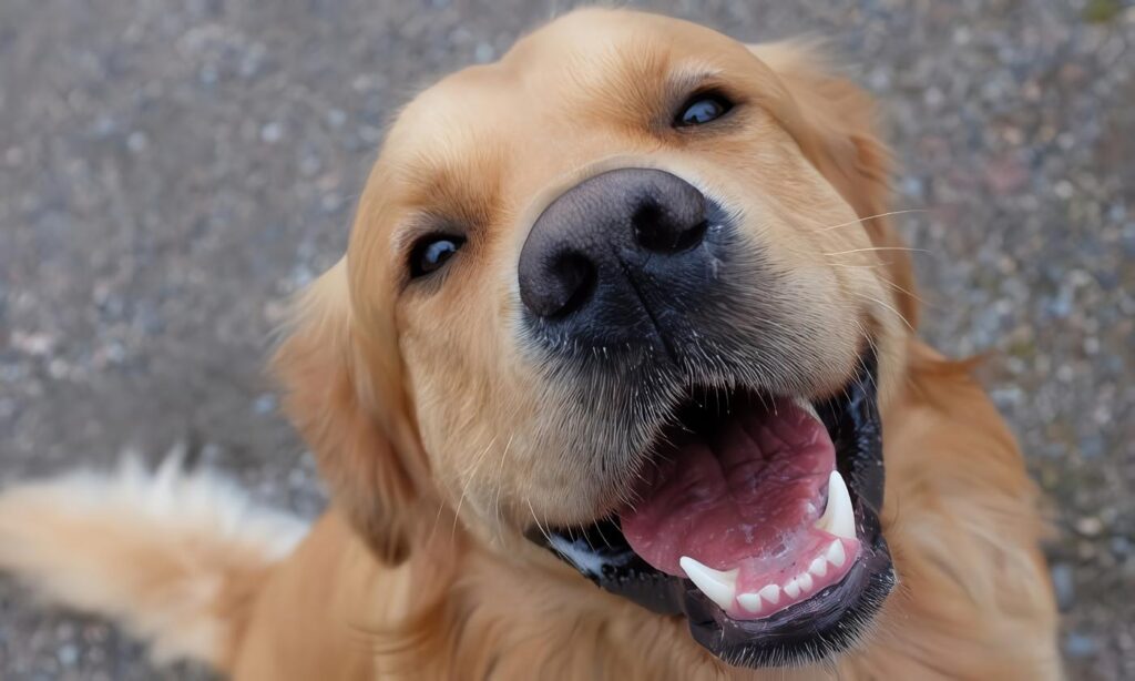 Enfermedades Dentales en Perros