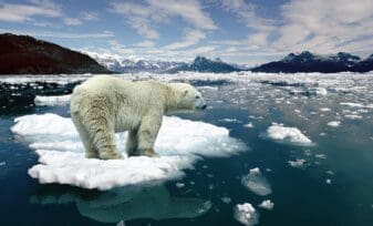 Impacto del Calentamiento Global sobre el Oso Polar