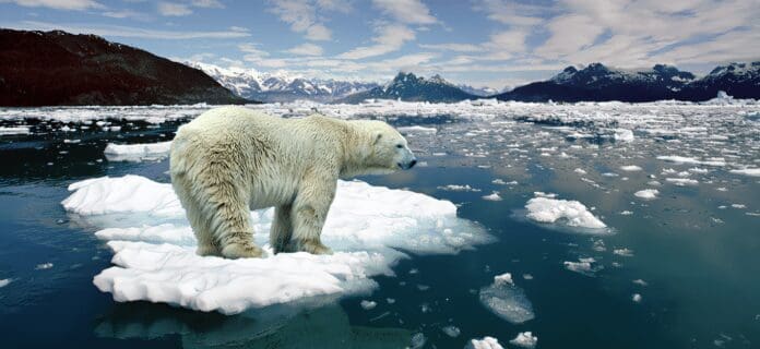 Impacto del Calentamiento Global sobre el Oso Polar