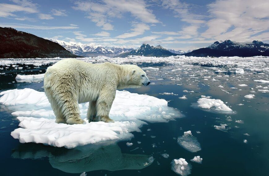 Impacto del Calentamiento Global sobre el Oso Polar