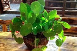 Planta-China-del-Dinero-para-Atraer-prosperidad