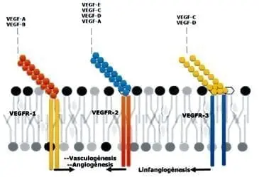 Esquema de compatibilidad de unión entre factores de crecimiento y sus receptores