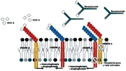 Acción del Bevacizumab