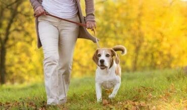 Consejos para pasear perros