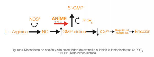 inhibidor de la erección de fosfodiesterasa 4 inhibidor de la erección de fosfodiesterasa 4