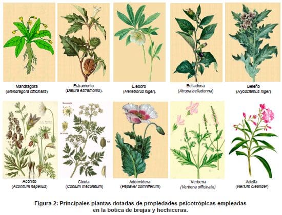 Plantas dotadas de propiedades psicotrópicas