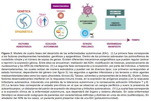 Modelo de cuatro fases del desarrollo de las enfermedades autoinmunes