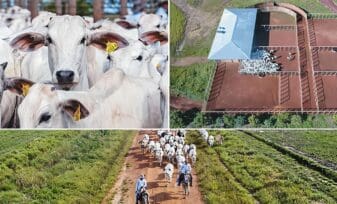TLC entre Colombia y México, Sector Agropecuario