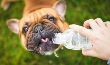 golpe de calor