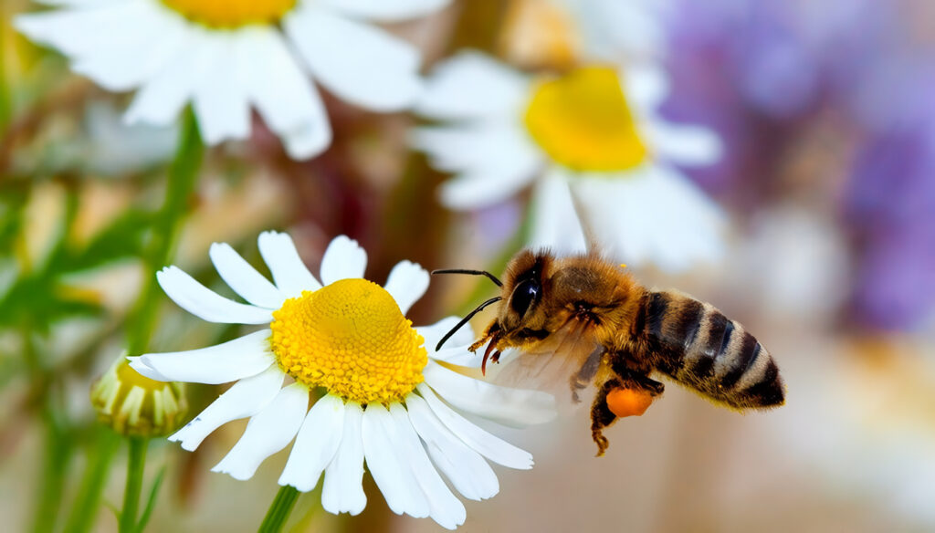 las abejas