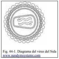 Diagrama del virus del Sida