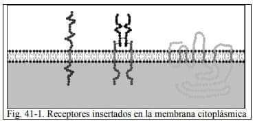 Receptores insertados en la membrana citoplásmica