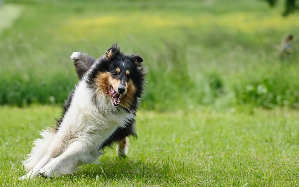 paro cardiaco en perros