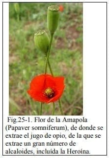 Flor de la Amapola