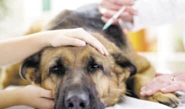 diabetes en perros