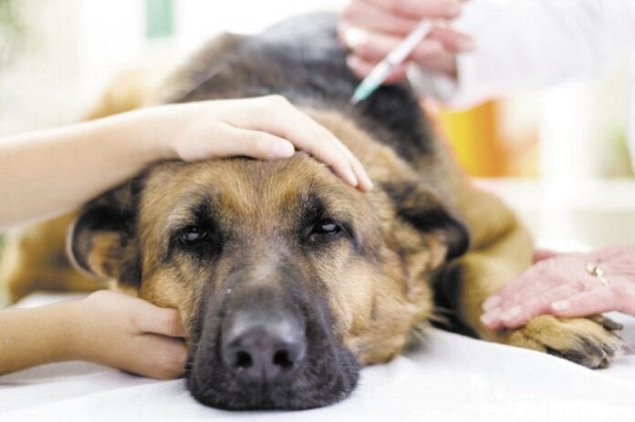 diabetes en perros