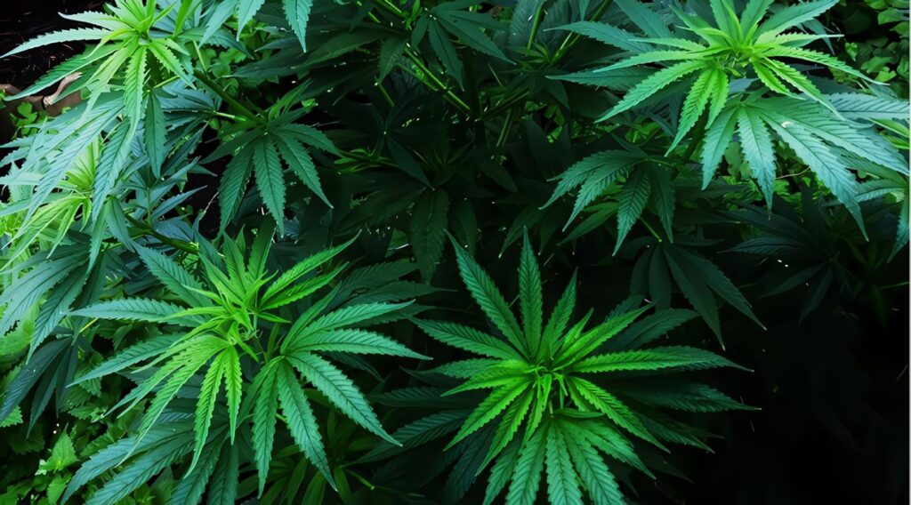 Licencia de Cultivo de Plantas de Cannabis no Psicoactivo