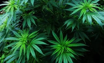 Licencia de Cultivo de Plantas de Cannabis no Psicoactivo