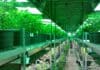 Licencia de Cultivo de Plantas de Cannabis Psicoactivo 