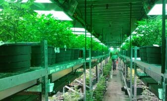 Licencia de Cultivo de Plantas de Cannabis Psicoactivo 