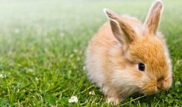Cuidados básicos del conejo