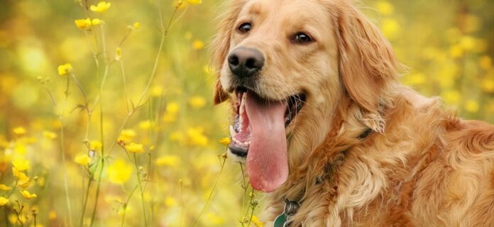 Homeopatía para Mascotas