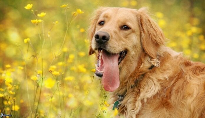 Homeopatía para Mascotas