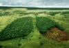 ¿Por Qué es Tan Grave la Deforestación para el Medio Ambiente?