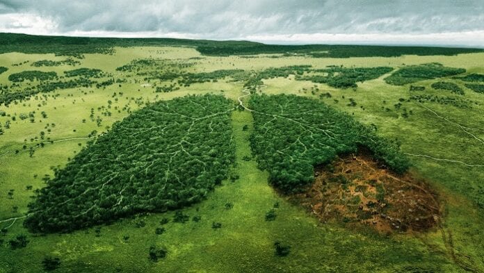¿Por Qué es Tan Grave la Deforestación para el Medio Ambiente?