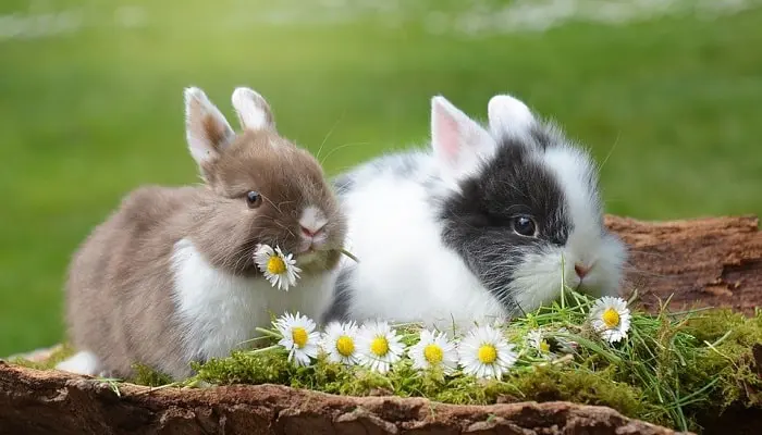 Razas de Conejos